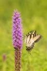 Eastern tiger swallowtail on prairie blazing star, Rock Cave Nature Preserve, Illinois. Art Print